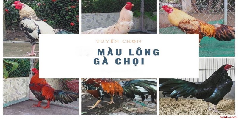 Tìm hiểu màu mạng gà là gì?