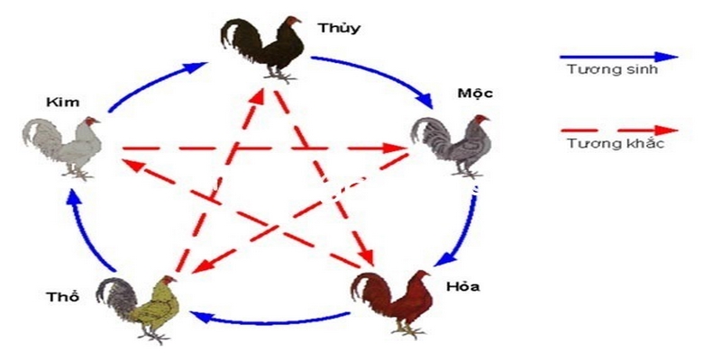 Vì sao nên xem màu mạng trước khi đá gà?