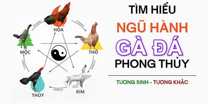 Cách coi màu mạng đá gà theo ngũ hành